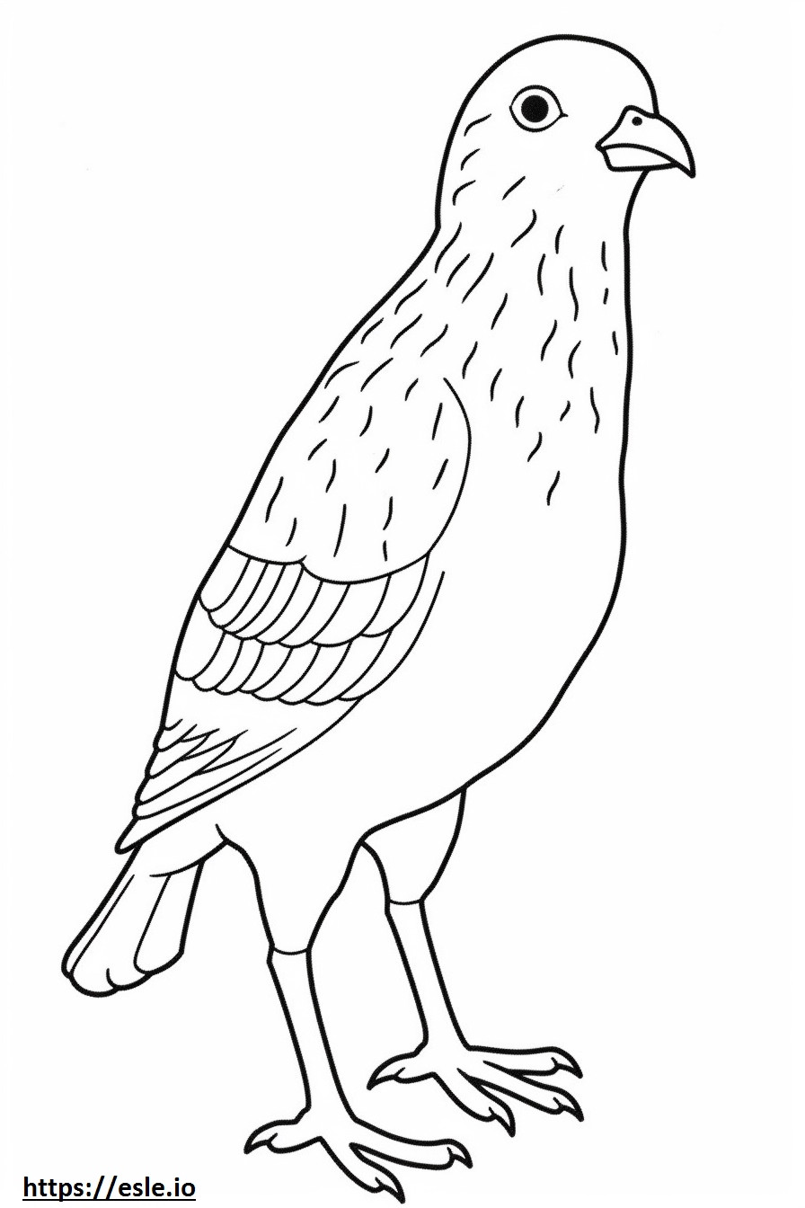 Pine Siskin full body coloring page