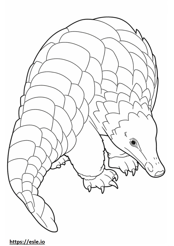 Pangolin full body coloring page