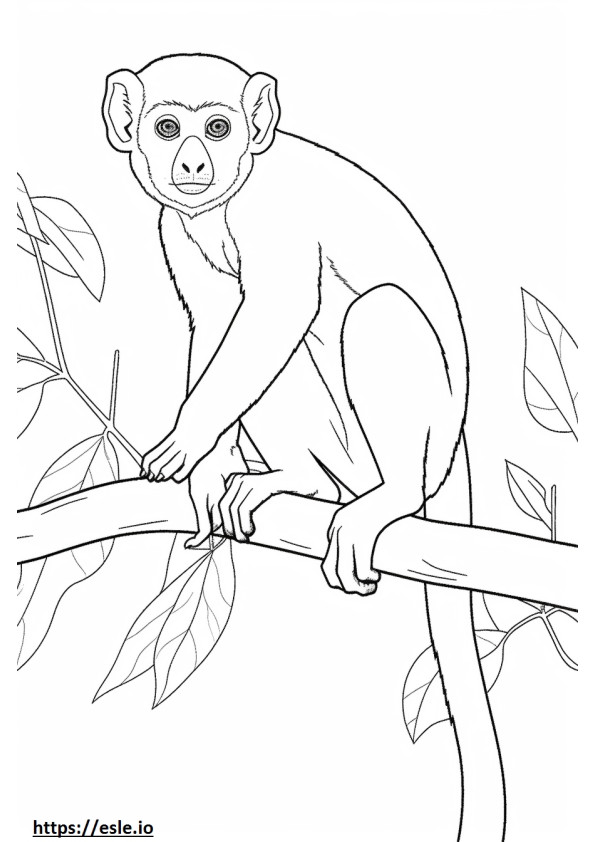 Squirrel Monkey söpö värityskuva