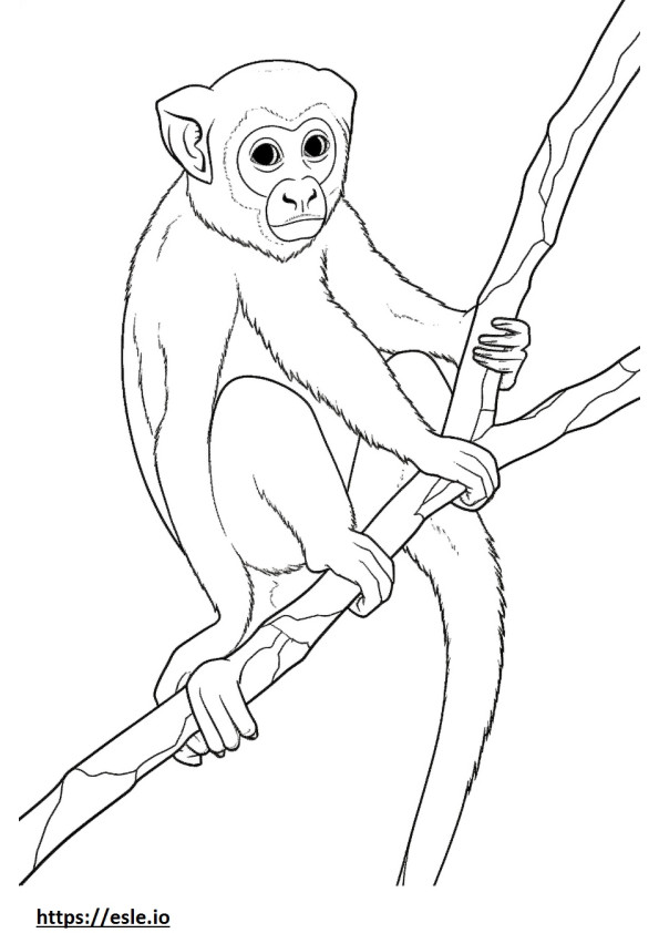 Singe-écureuil mignon 3