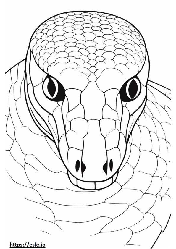 Cara de serpiente índigo para colorear e imprimir