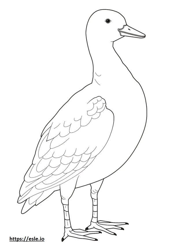 Eider full body coloring page