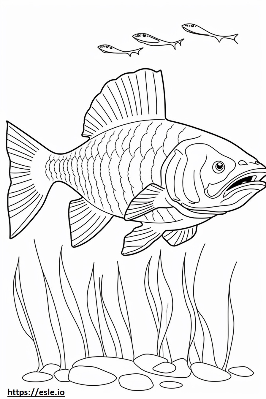 Goliath Tigerfish tot corpul de colorat