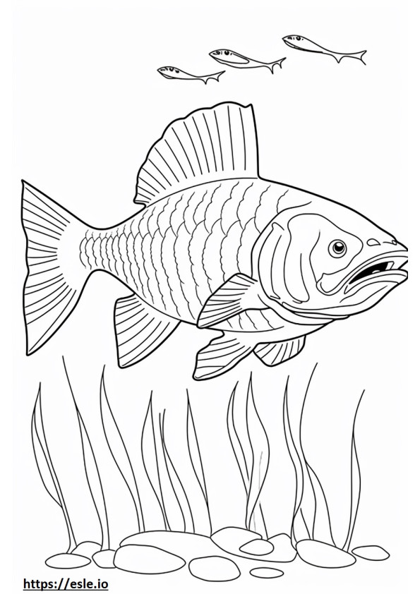 Goliath Tigerfish full body coloring page