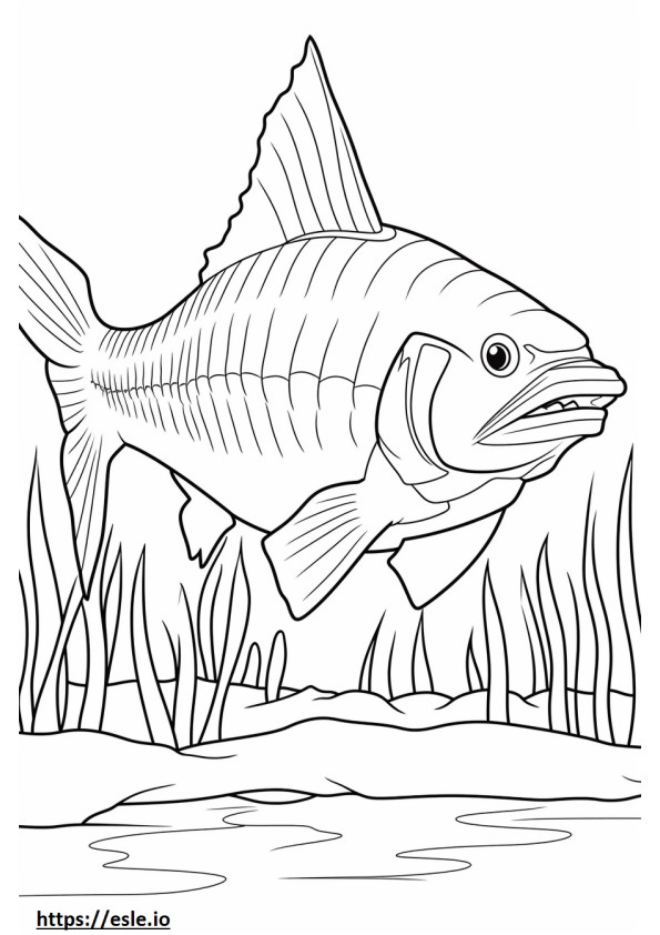 Goliath Tijgervis volledig lichaam kleurplaat