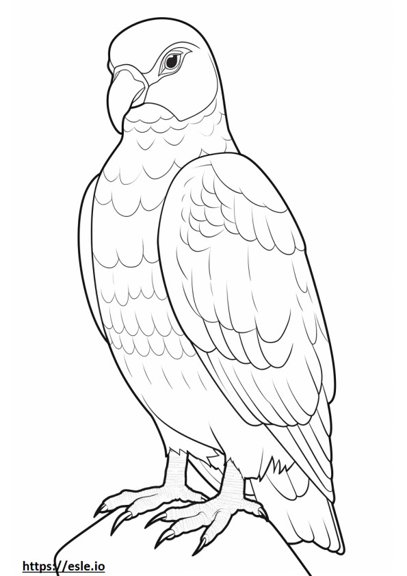 Barred Owl cute coloring page