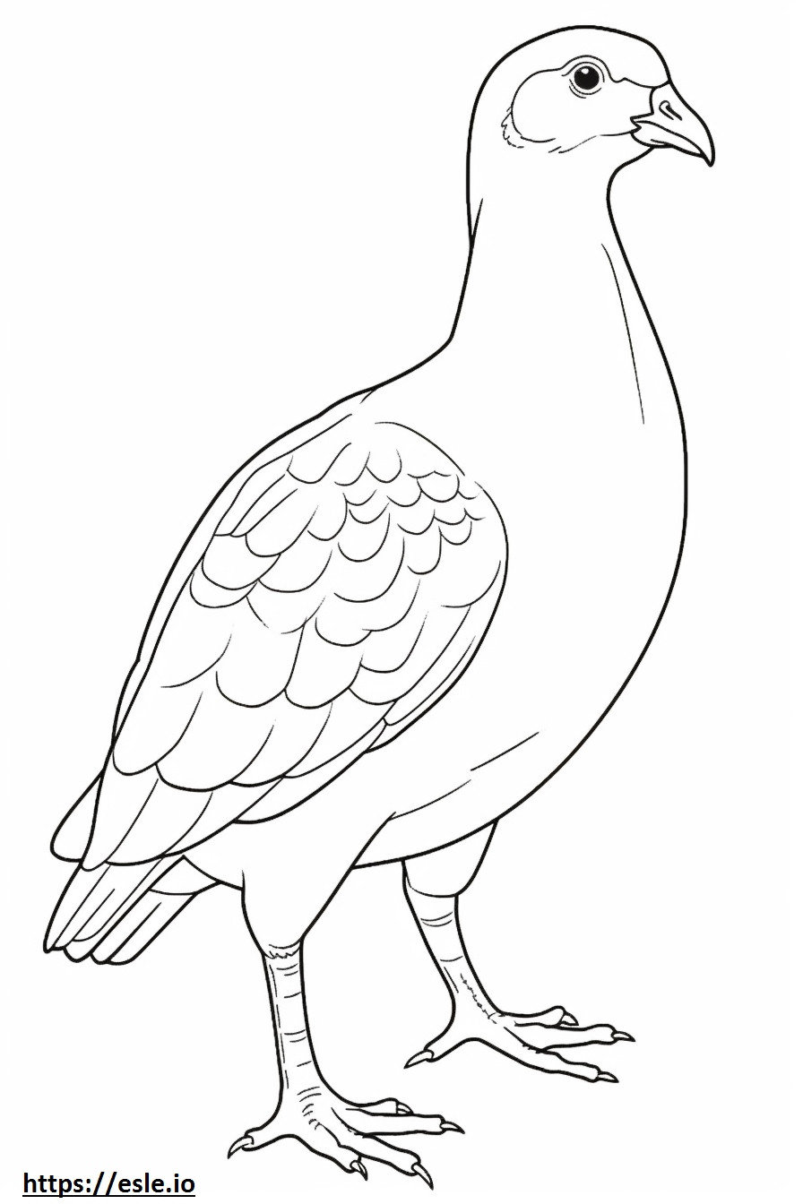 Grouse full body coloring page