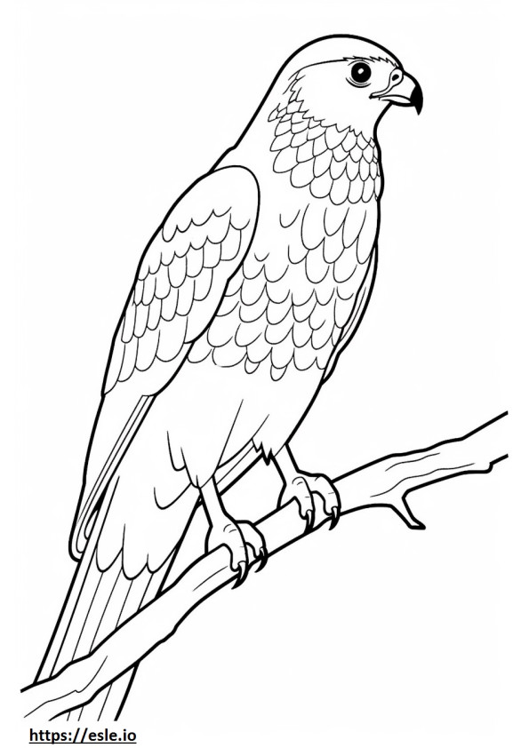 Eurasian Sparrowhawk cute 0