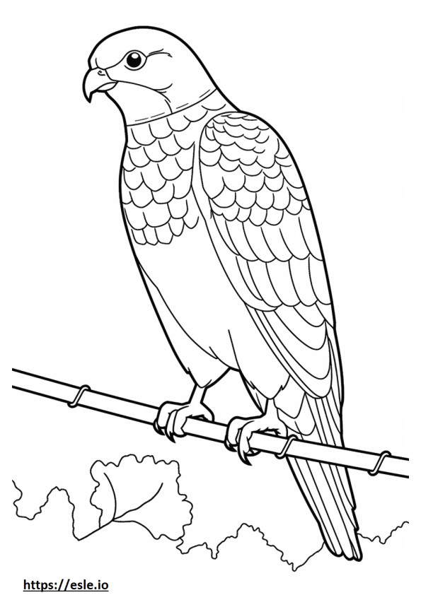 Eurasian Sparrowhawk cute 2