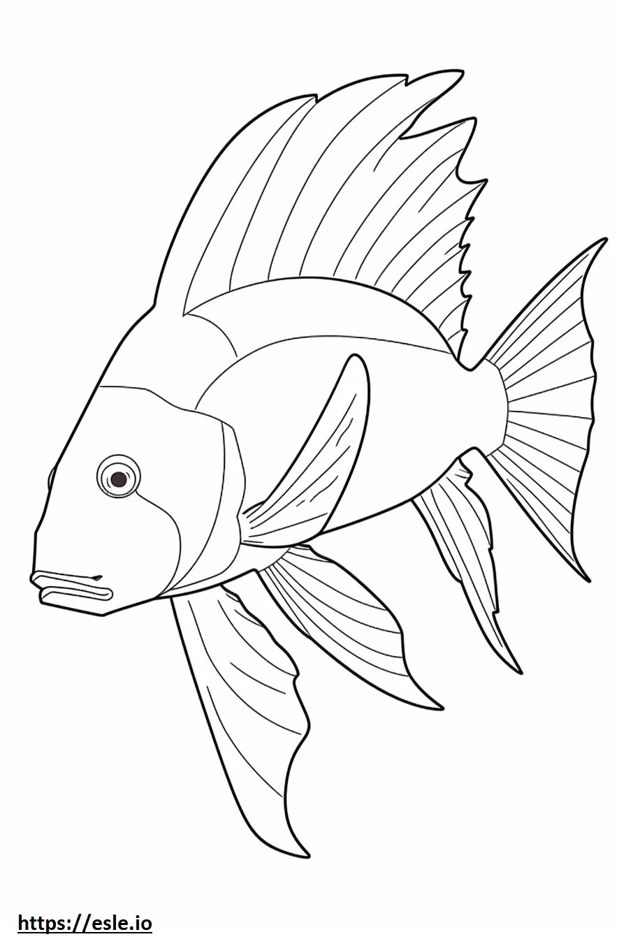 Hogfish full body coloring page