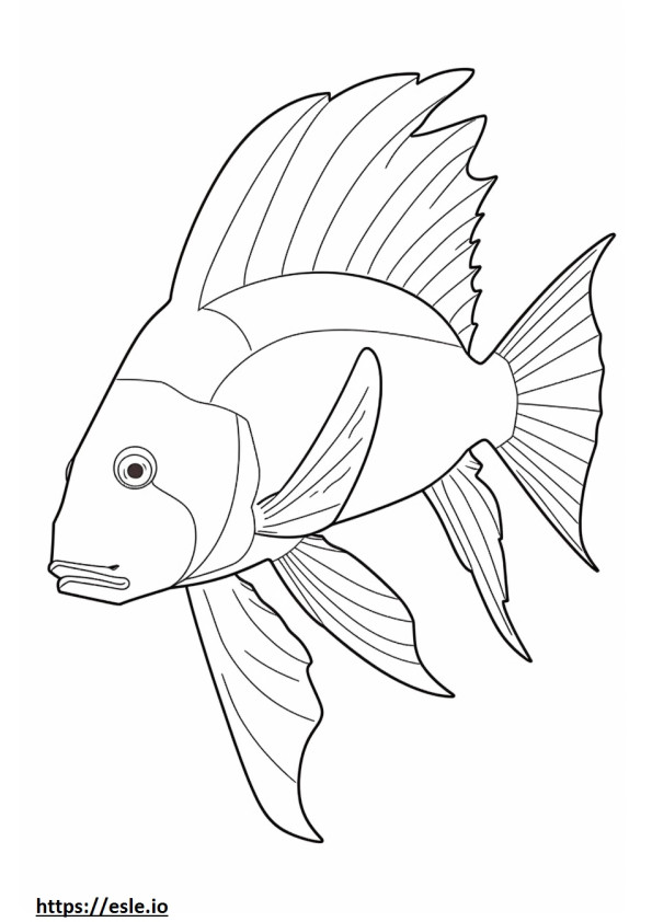 Hogfish a corpo intero da colorare
