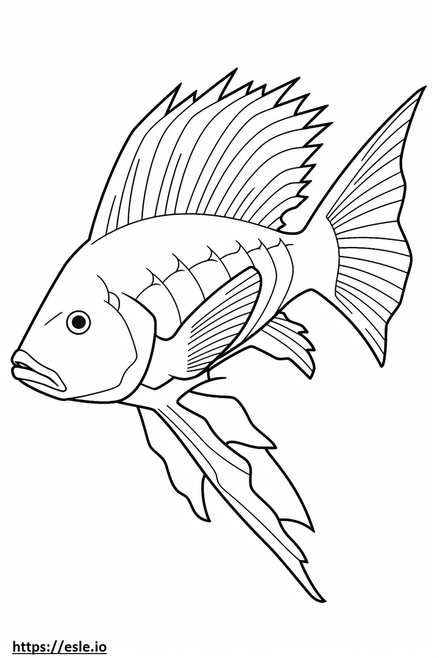 Hogfish teljes test szinező