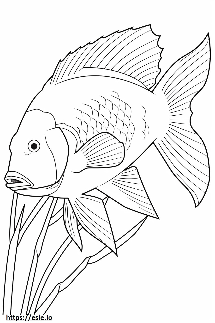 Hogfish a corpo intero da colorare