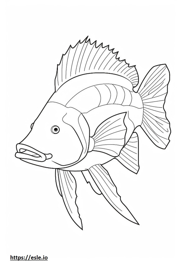 Hogfish całe ciało kolorowanka