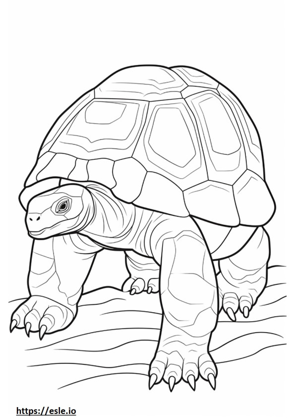 Aldabra Giant Tortoise full body coloring page