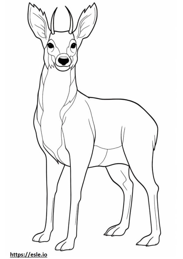 Numbat cute coloring page