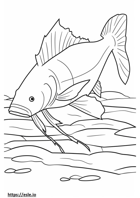 Beyaz Yayın Balığı tam vücut boyama