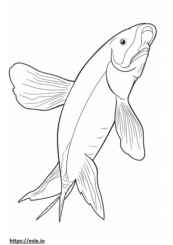 Beyaz Yayın Balığı tam vücut boyama