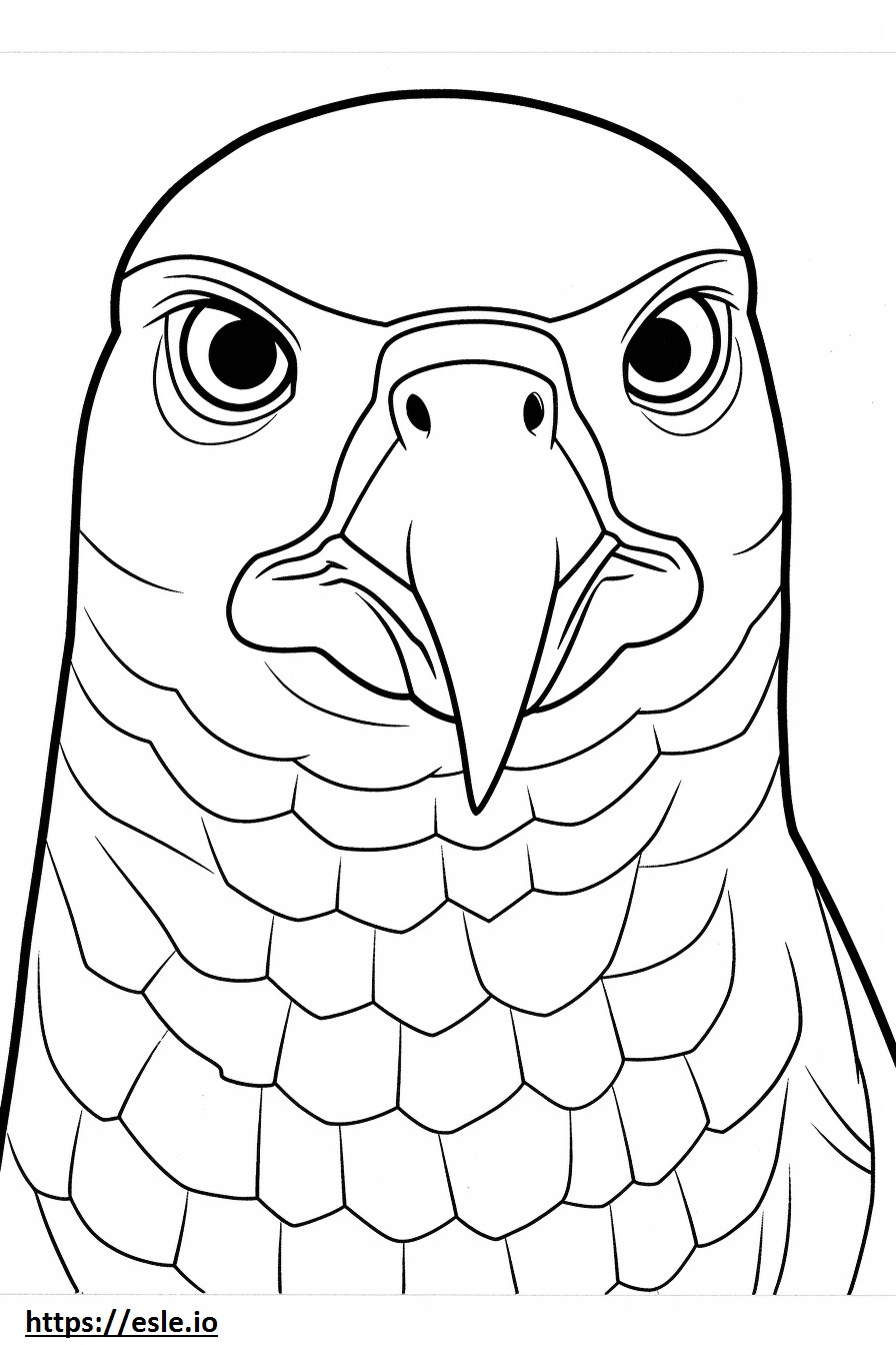 Harris’s Hawk face coloring page