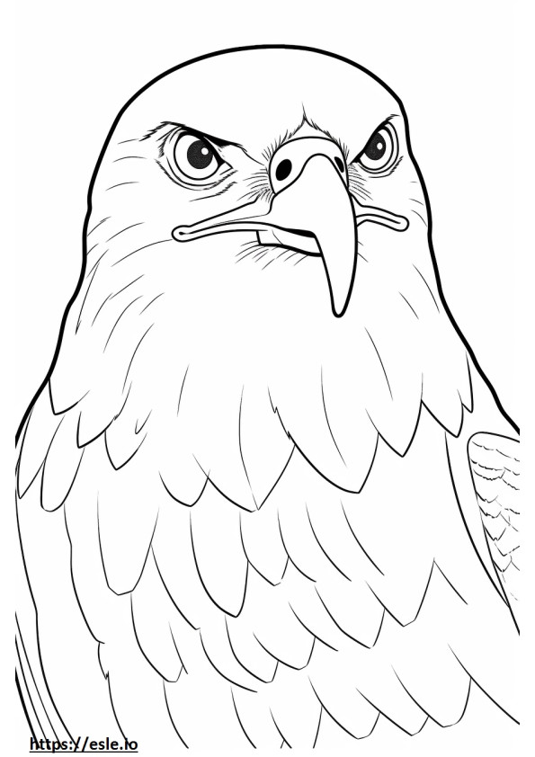 Harris’s Hawk face coloring page