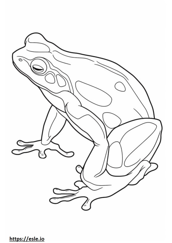 Coloriage Poison Dart Frog corps entier à imprimer