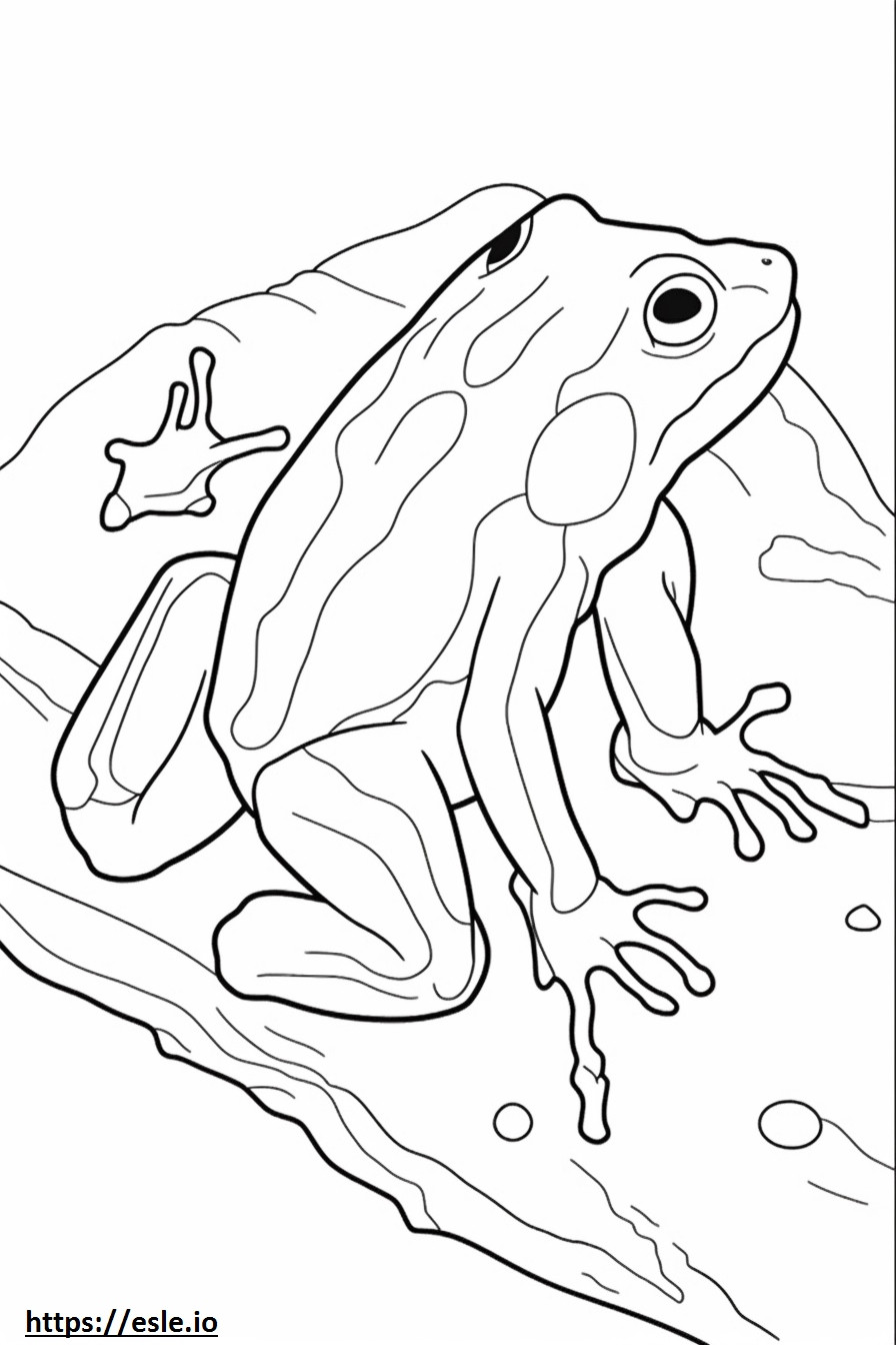 Poison Dart Frog koko vartalo värityskuva