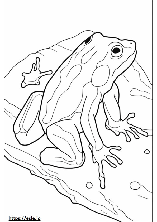 Poison Dart Frog full body coloring page