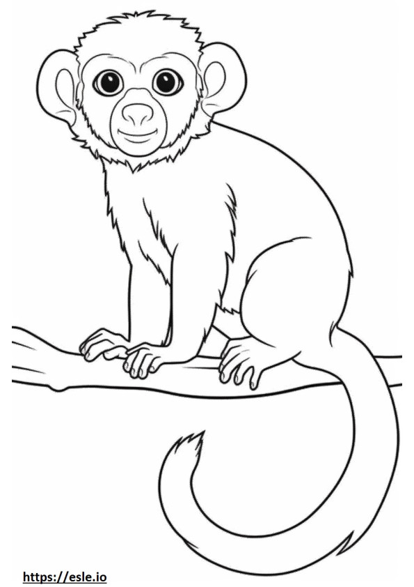 Marmoset pigmeu (maimuță cu degetul) drăguț de colorat