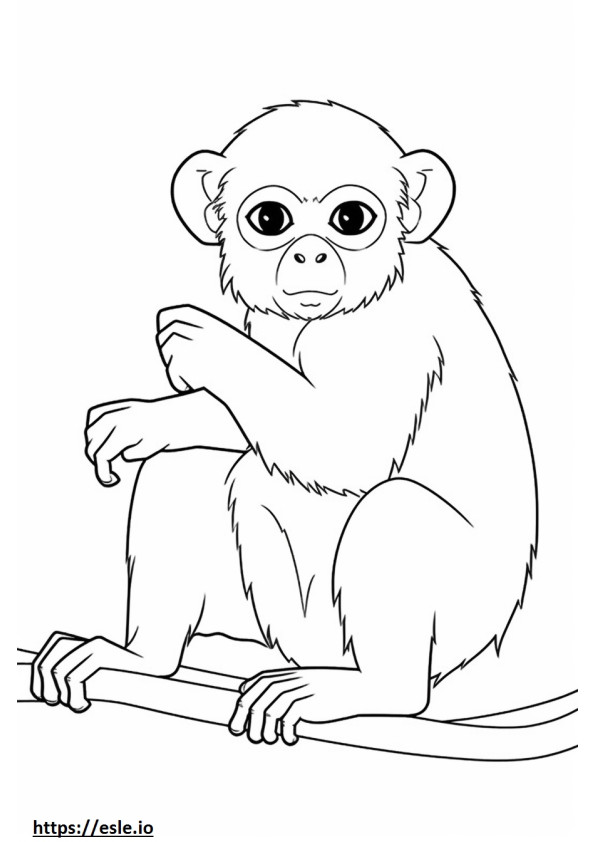 Sagui pigmeu (macaco dedo) fofo para colorir