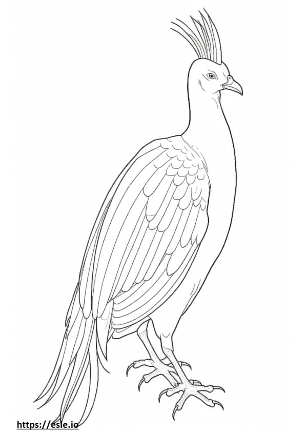 Nicobar pigeon full body coloring page
