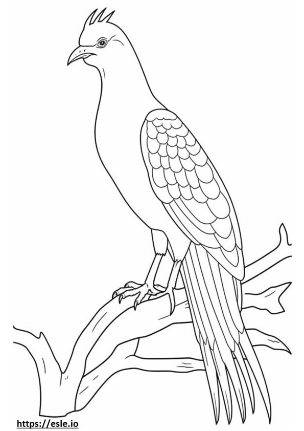 Nicobar pigeon full body 1