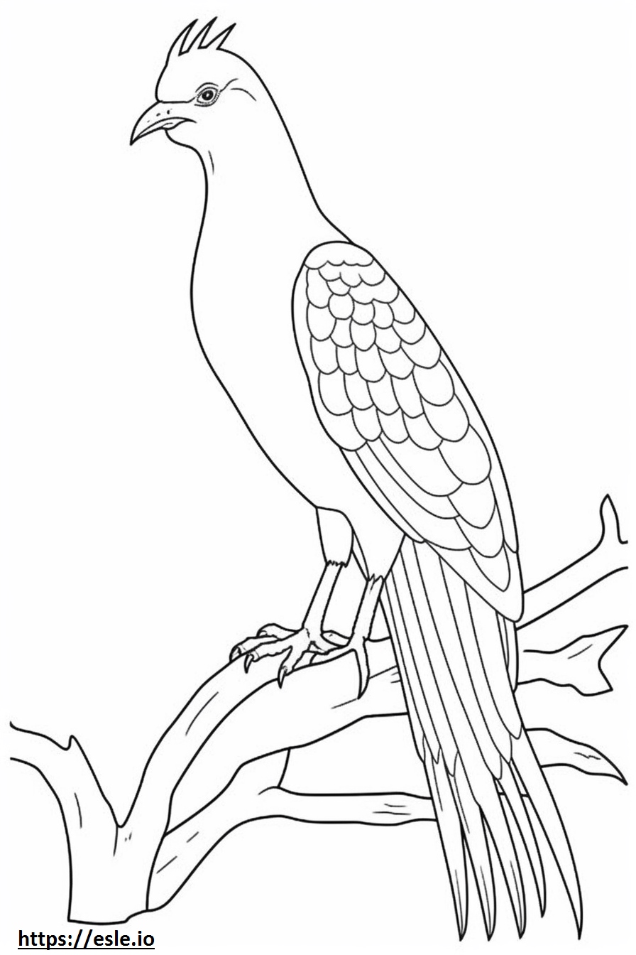 Nicobar pigeon full body coloring page