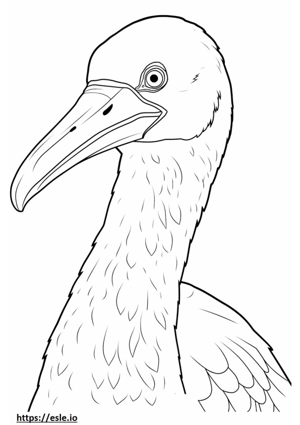 Cormorant face 2