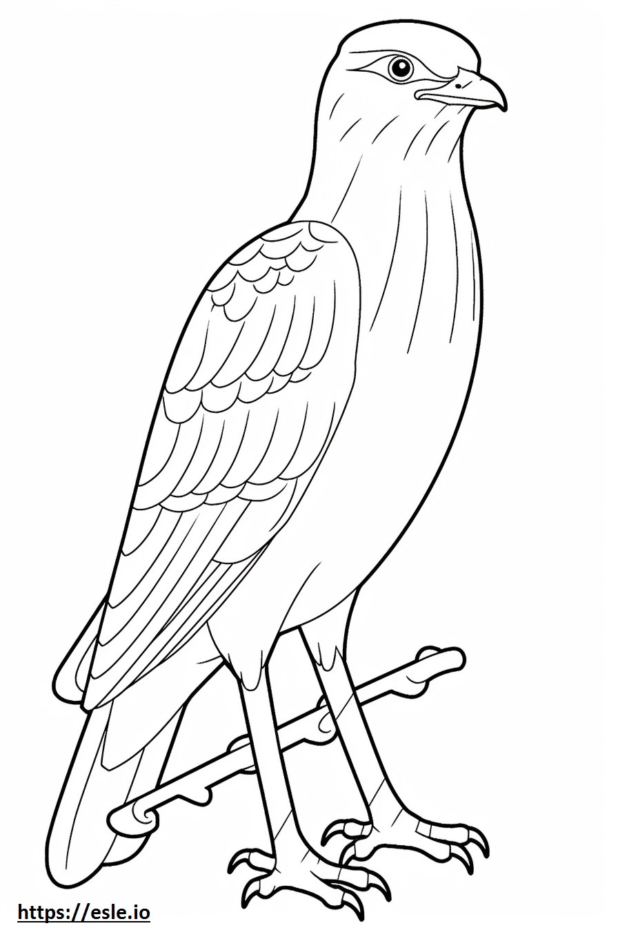 Sharp-Shinned Hawk kokovartalo värityskuva