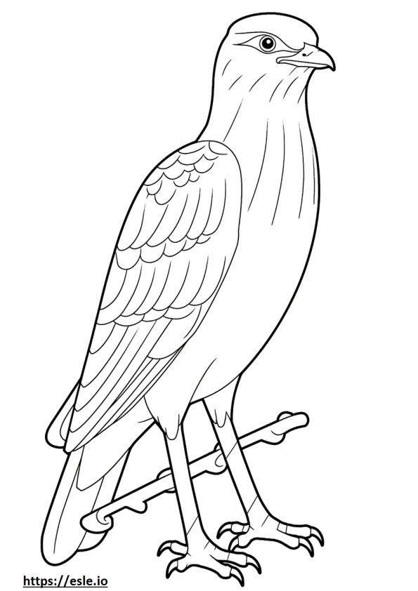 Corpo inteiro do Falcão de Shinned Afiado para colorir