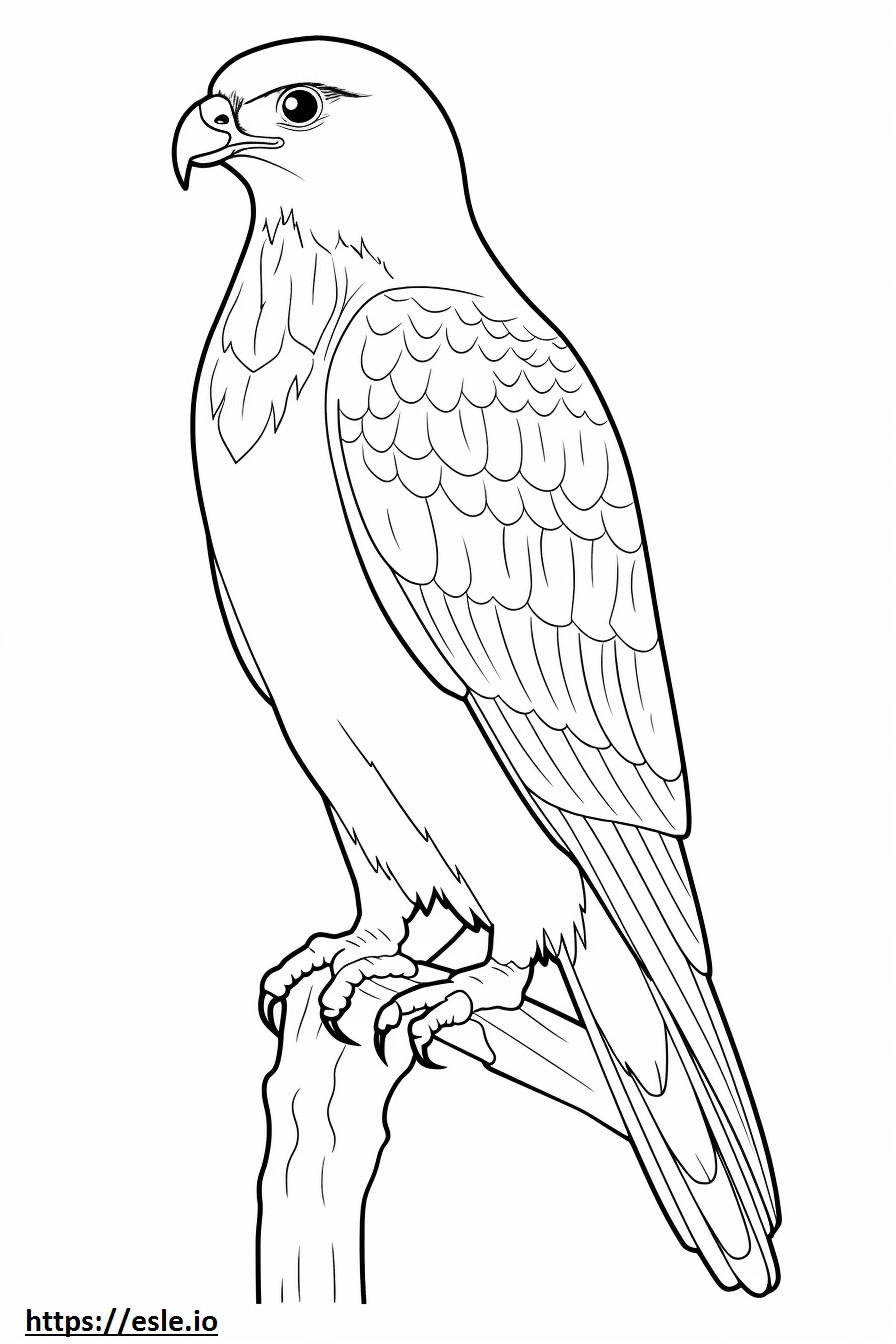 Sharp-Shinned Hawk, volledig lichaam kleurplaat kleurplaat