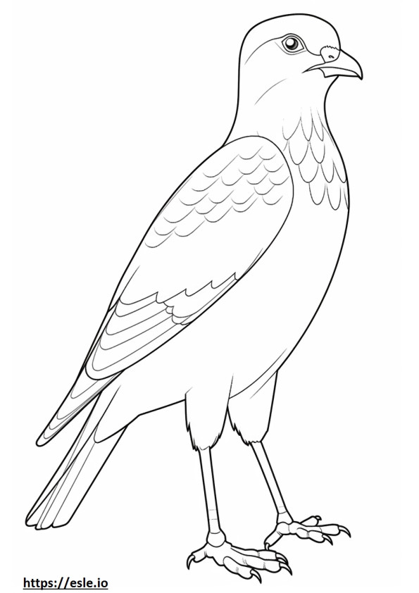 Sharp-Shinned Hawk, volledig lichaam kleurplaat