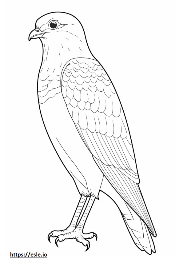 Sharp-Shinned Hawk, volledig lichaam kleurplaat