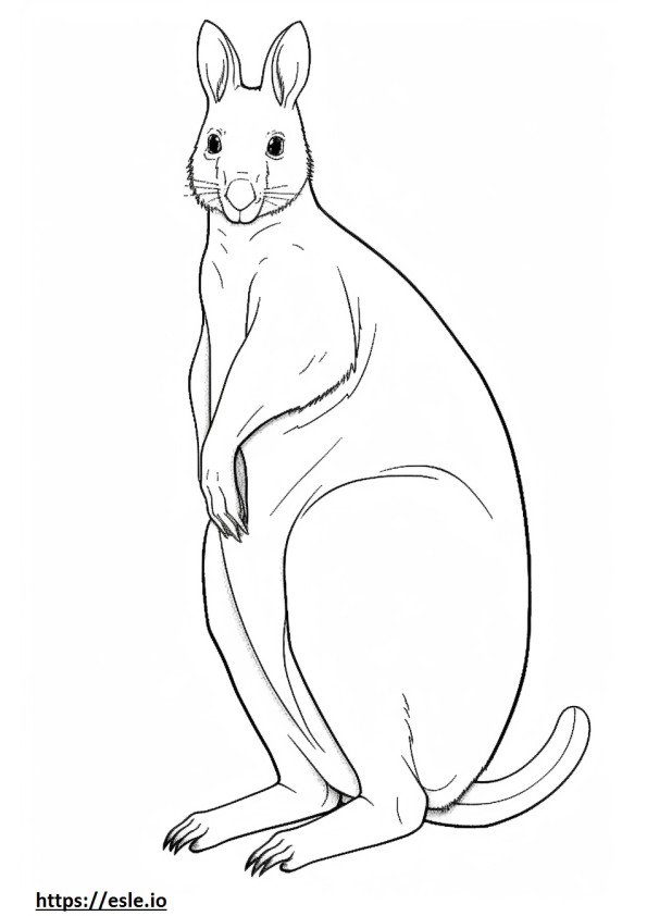 Pademelon full body coloring page