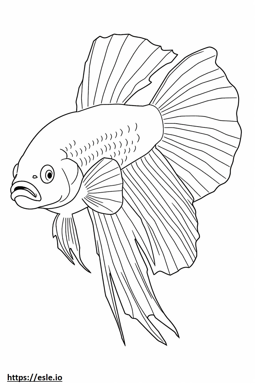 Coloriage Poisson Betta (poisson combattant siamois) mignon à imprimer