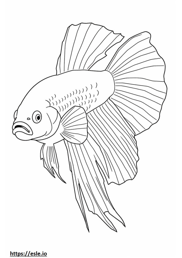 Coloriage Poisson Betta (poisson combattant siamois) mignon à imprimer