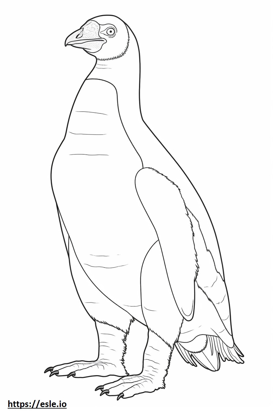 Pinguino di Magellano corpo intero da colorare
