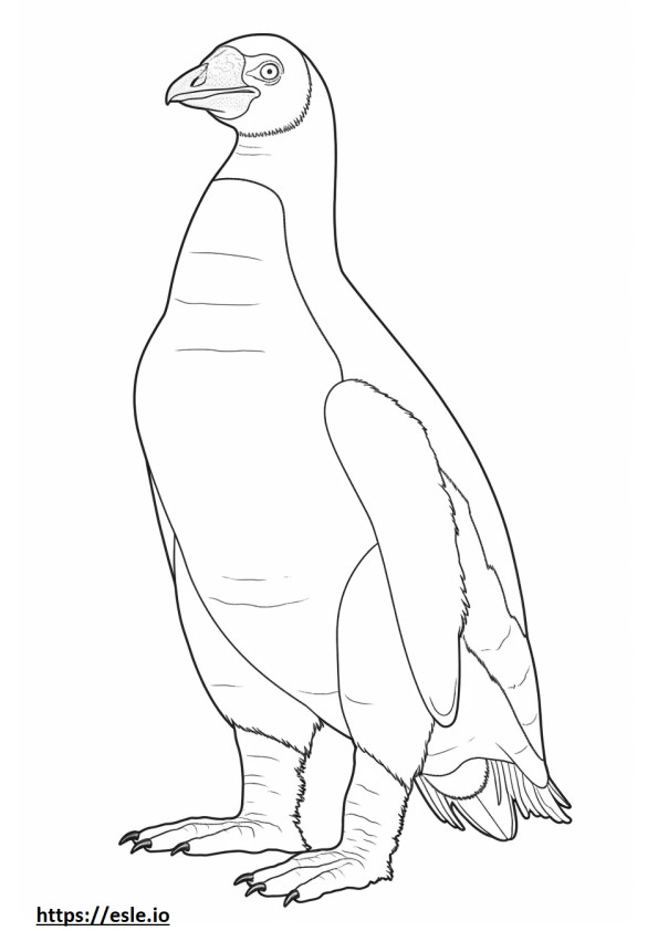 Całe ciało Pingwina Magellana kolorowanka