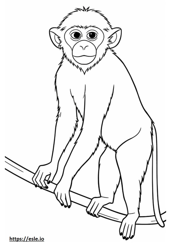 Macaco Vervet Kawaii para colorir