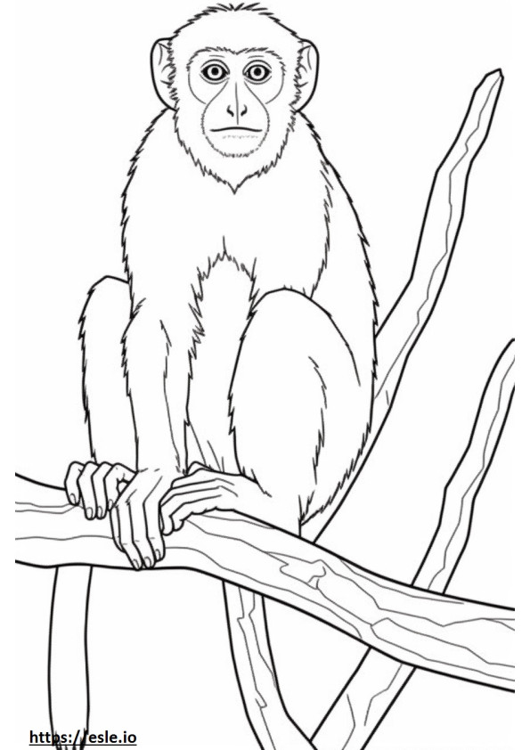 Vervet Monkey Kawaii värityskuva