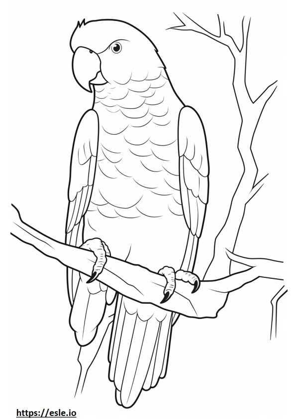 Kakadu Ganzkörper ausmalbild