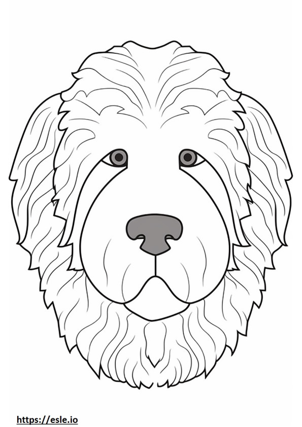 Mini Labradoodle face 0