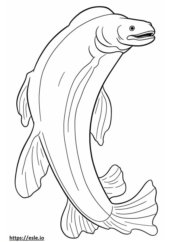 Freshwater Eel full body coloring page