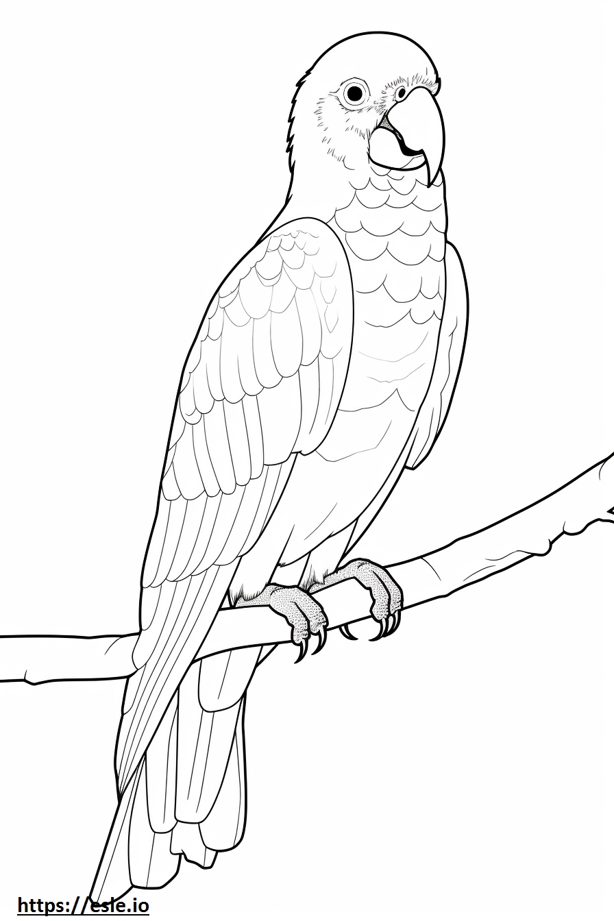 Scarlet Macaw Full Body Coloring Page - Free Printable for Kids