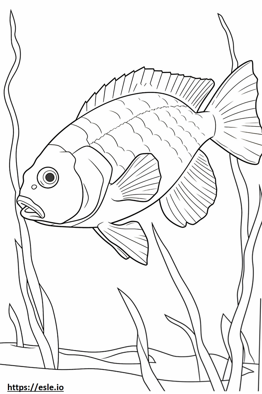 Yellow Bass full body coloring page